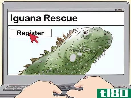 如何购买鬣狗(buy an iguana)