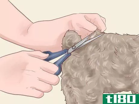 Image titled Care for a Toy Poodle Step 10