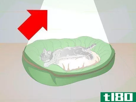 Image titled Care for Your Cat After Neutering or Spaying Step 3