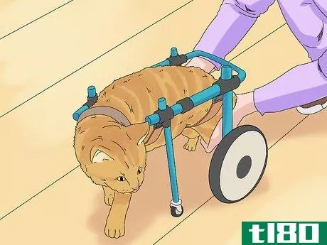 Image titled Care for a Cerebellar Hypoplasia Cat Step 8