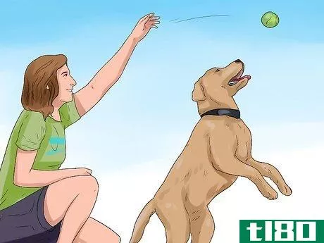 Image titled Be a Good Dog Owner Step 14