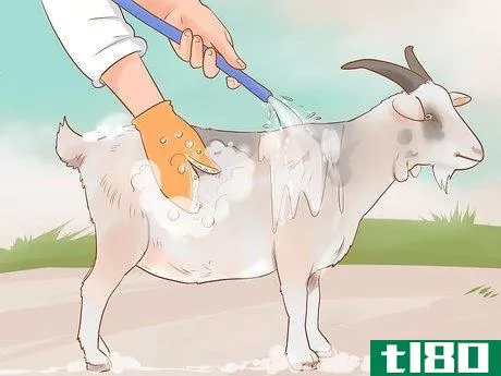 Image titled Care for Pygmy Goats Step 12