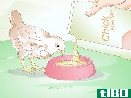 Image titled Care for a Chick Step 15