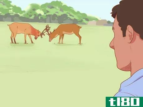 如何驱赶鹿群(break up a deer fight)