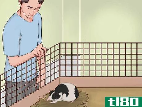 Image titled Care for a Pregnant Guinea Pig Step 28