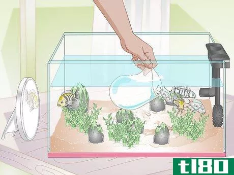 Image titled Buy Fish for an Aggressive Freshwater Aquarium Step 7