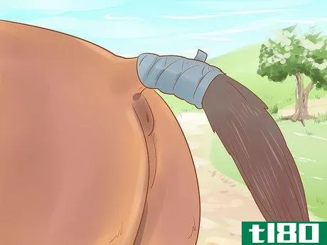 Image titled Care for a Pregnant Mare Step 24