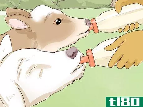 Image titled Bottle Feed Calves Step 8