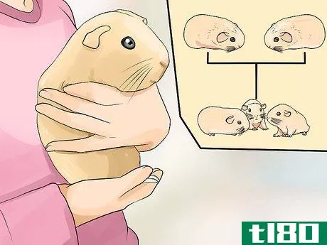 Image titled Breed Standard Guinea Pigs Step 3