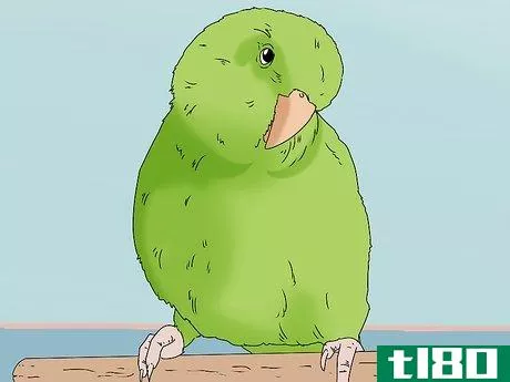Image titled Buy a Bird Step 2