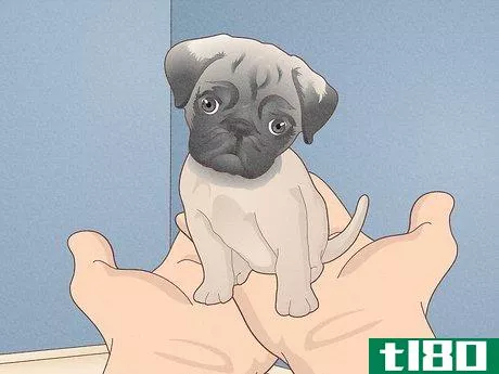 Image titled Buy a Pug Puppy Step 1