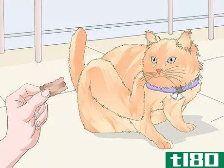 Image titled Buy a Collar for Your Cat Step 8