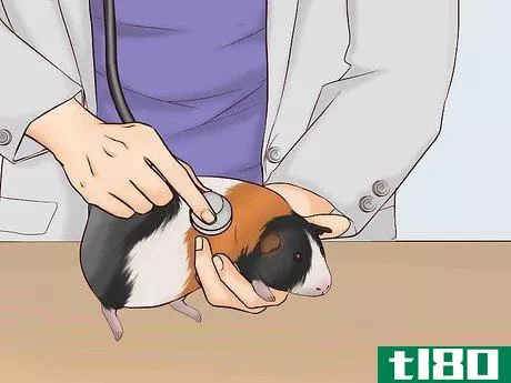 Image titled Care for a Pregnant Guinea Pig Step 2
