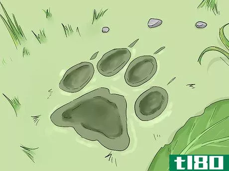 Image titled Catch a Bobcat Step 3