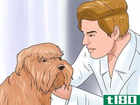 Image titled Be a Good Dog Owner Step 9