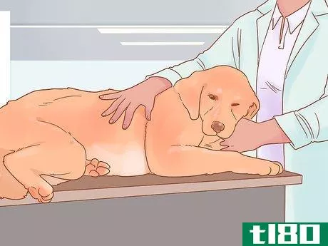 Image titled Care for a Pregnant Dog Step 6