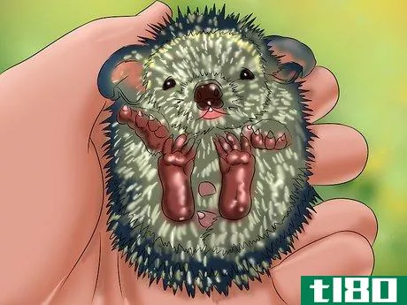 Image titled Care for a Baby Hedgehog Step 11