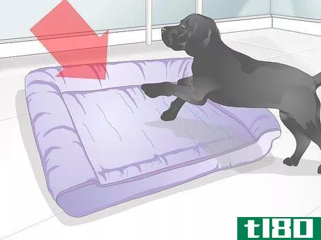 Image titled Buy an Orthopedic Dog Bed Step 2