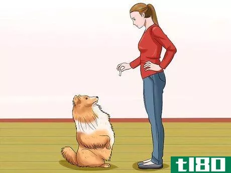 Image titled Care for Shelties Step 21