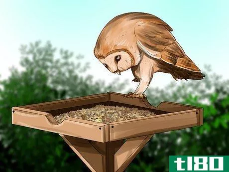 Image titled Attract Barn Owls Step 10