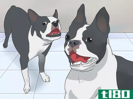 Image titled Care for a Boston Terrier Step 2