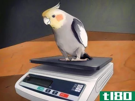 Image titled Breed Cockatiels Step 3