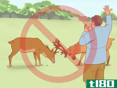 Image titled Break Up a Deer Fight Step 2