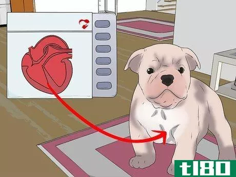 Image titled Care for Bulldogs Step 4