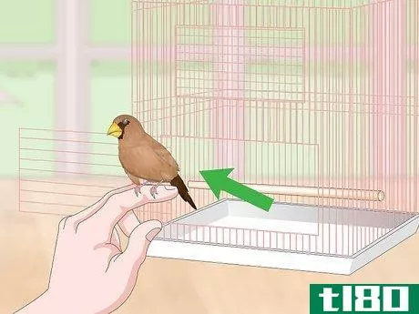 Image titled Bond with Pet Finches Step 16