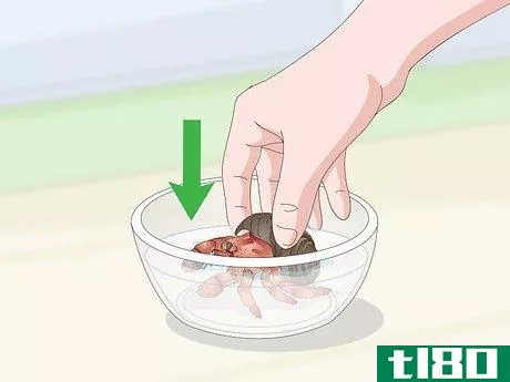 Image titled Care for Land Hermit Crabs Step 18