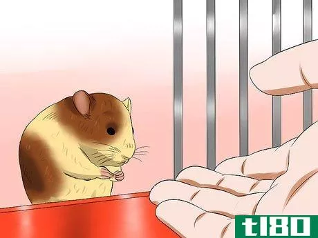 Image titled Care for a Hamster That Bites Step 5