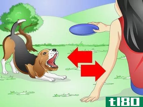 Image titled Care for Beagles Step 10