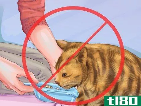 Image titled Care for Toygers Step 10