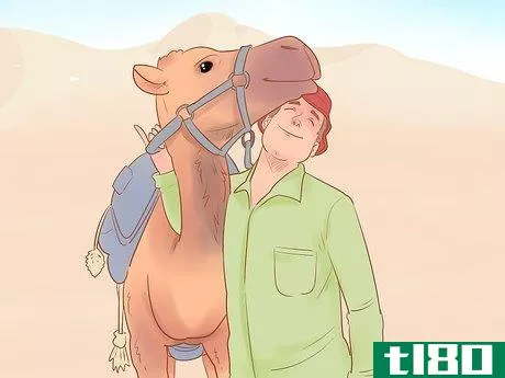 Image titled Buy a Camel Step 9