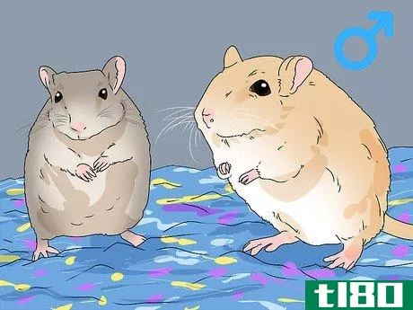 Image titled Buy a Gerbil Step 10