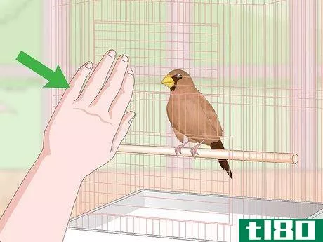 Image titled Bond with Pet Finches Step 11