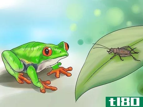 Image titled Care for Tree Frogs Step 9