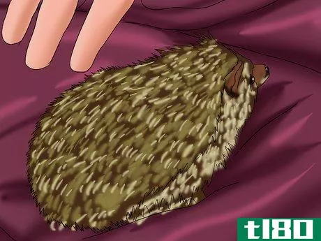 Image titled Care for a Baby Hedgehog Step 13