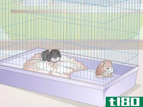 Image titled Breed Dwarf Hamsters Step 6