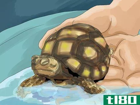 Image titled Care for a Tortoise Step 17