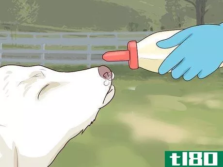 Image titled Bottle Feed Calves Step 9