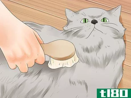 Image titled Care for Persian Cats Step 1