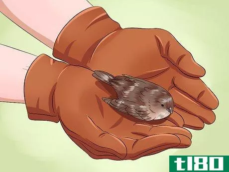 Image titled Care for an Injured Wild Bird That Cannot Fly Step 10