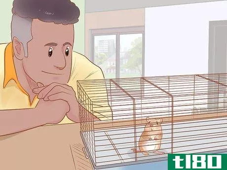 Image titled Avoid Frightening Your Pet Mouse Step 1