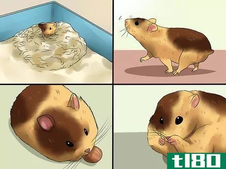 Image titled Care for Newborn Hamsters Step 2