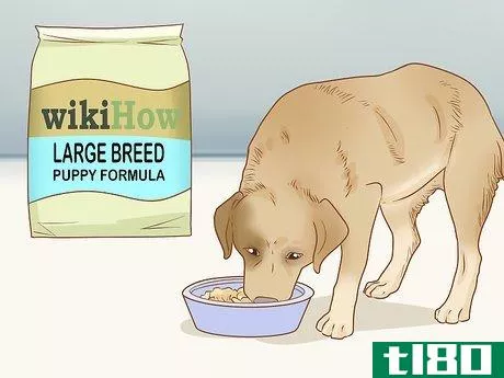 Image titled Care for Dogs Step 4