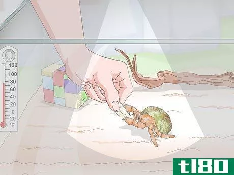 Image titled Care for Land Hermit Crabs Step 14