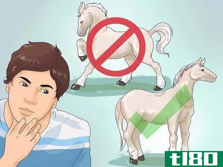 Image titled Approach Your Horse Step 1