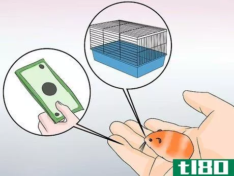 Image titled Breed Syrian Hamsters Step 1