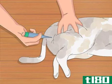 Image titled Care for a Cat Post Caesarean Section Step 8